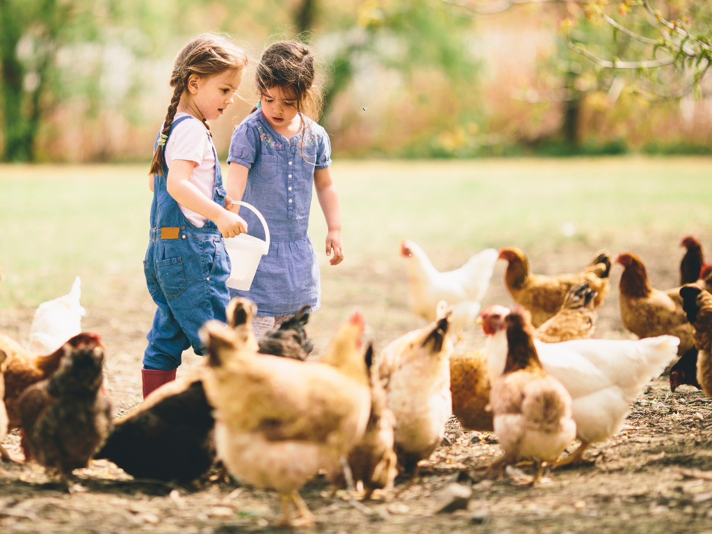 Animal Feed Producers