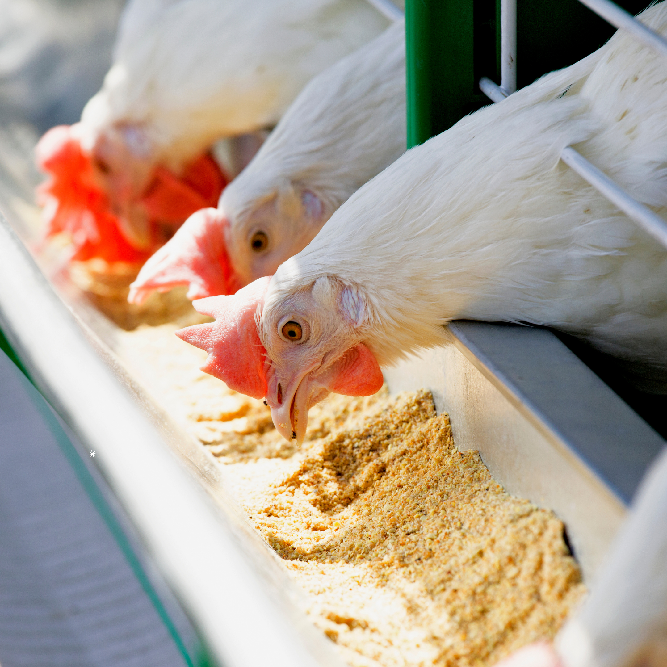 Animal Feed Producers