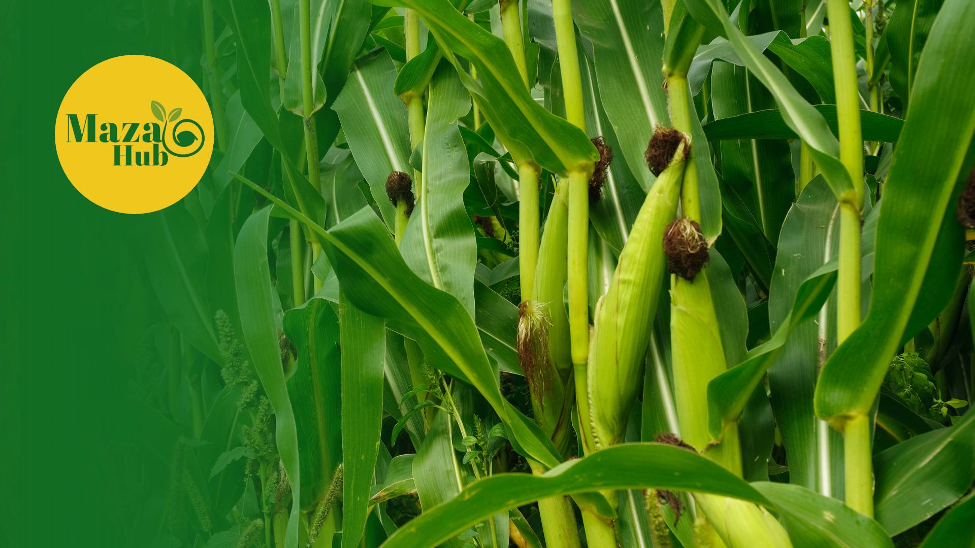 A million-dollar industry that is unlikely to conclude in the foreseeable future.