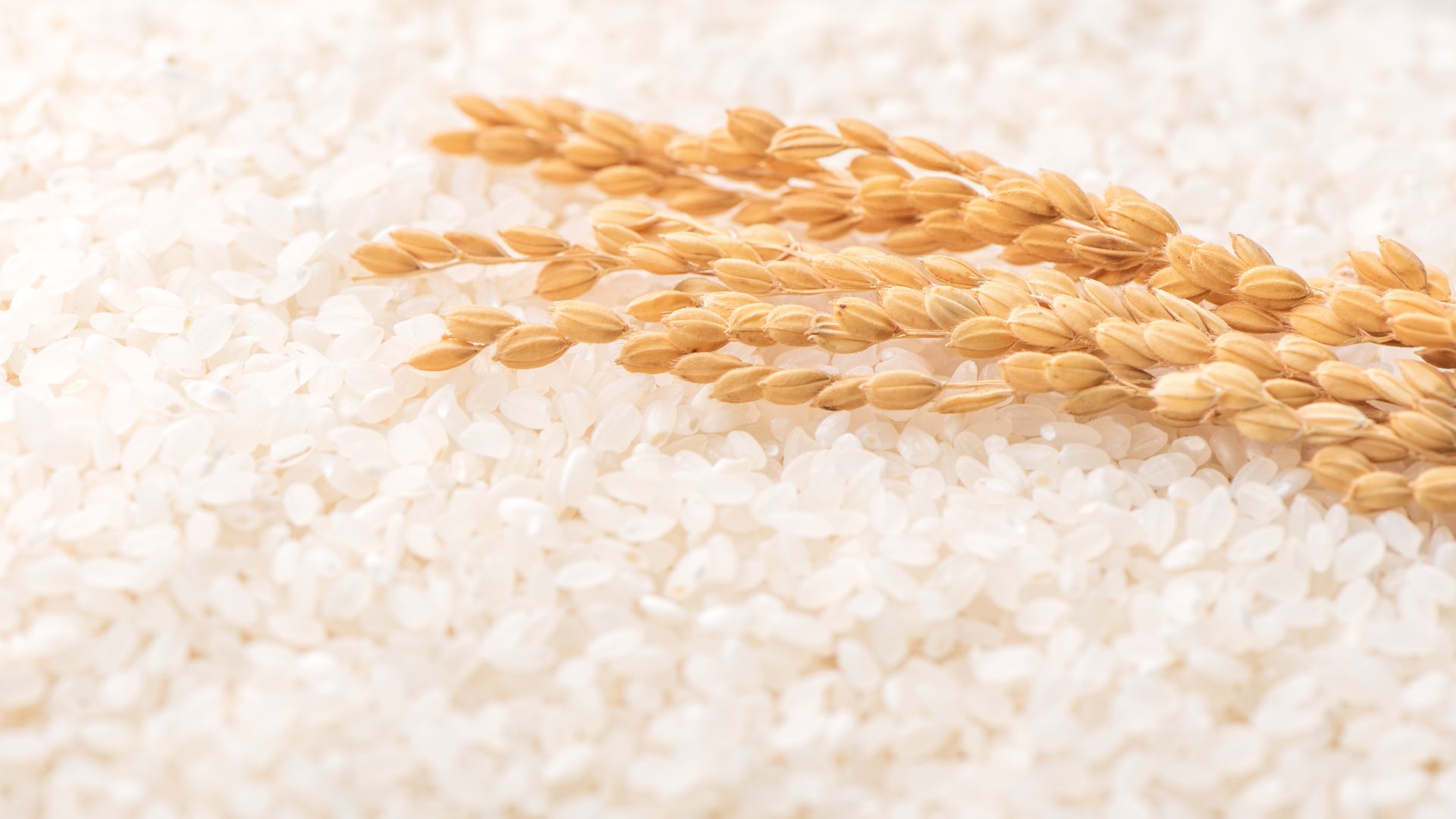 Cropsupply is Live: The Future of Trustworthy Global Cross-Border Crop Sourcing in Africa